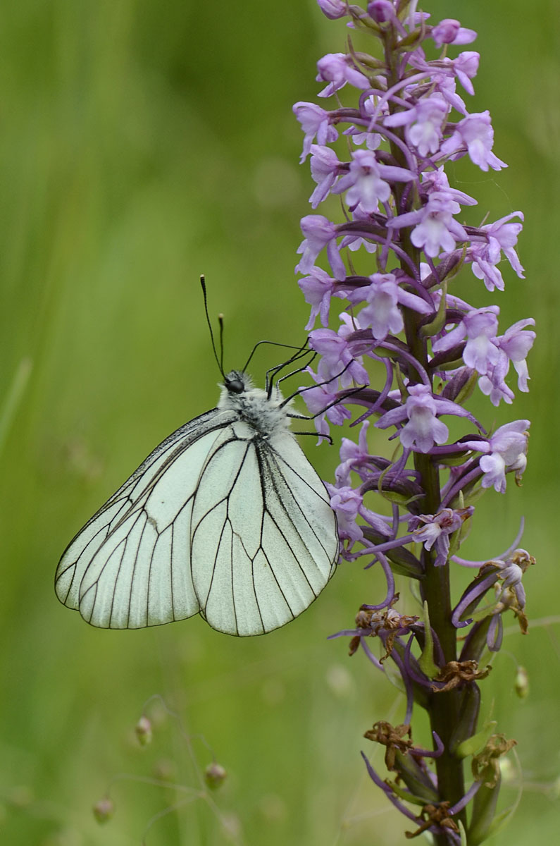 Aporia crataegi  triste vicenda